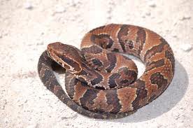 Snake Farm